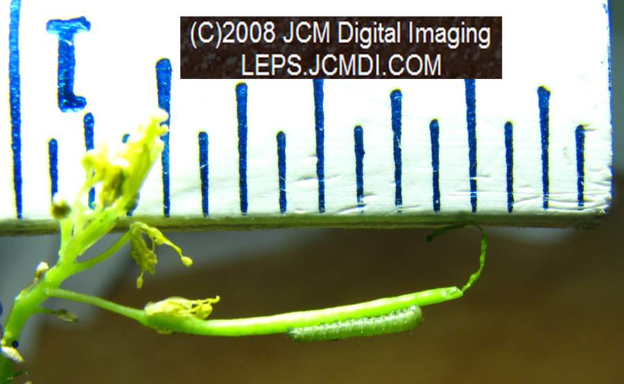 A second instar Sara Orange-Tip butterfly larva, filmed on 5-12-2008